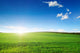 Dawn Field Wall Decal