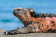 Galapagos Iguana Wall Decal