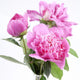 Three Peony Blossoms White Wall Decal