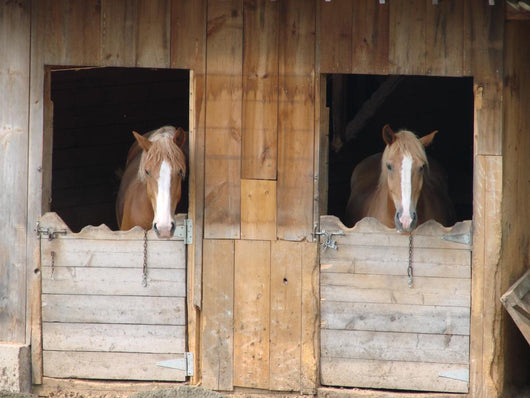 Horses in Barn Wall Decal