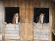 Horses in Barn Wall Decal