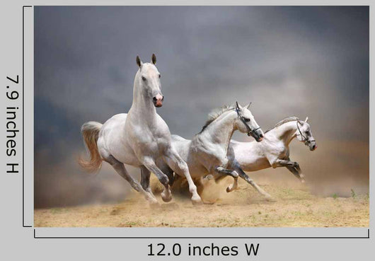 White Horses Wall Decal