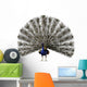 CG Peacock Wall Decal