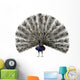 CG Peacock Wall Decal