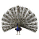 CG Peacock Wall Decal