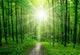 Forest Wall Decal