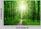 Forest Wall Decal