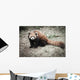 Lesser Panda Wall Decal