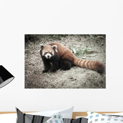 Lesser Panda Wall Decal shown on a wall