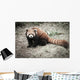 Lesser Panda Wall Decal