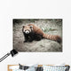 Lesser Panda Wall Decal