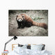 Lesser Panda Wall Decal
