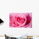 Beautiful Pink Rose up Wall Decal