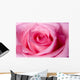 Beautiful Pink Rose up Wall Decal