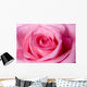Beautiful Pink Rose up Wall Decal