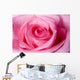 Beautiful Pink Rose up Wall Decal