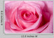 Beautiful Pink Rose up Wall Decal