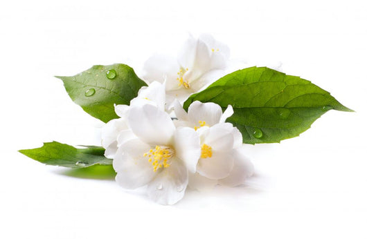 Jasmine White Flower White Wall Decal