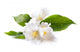 Jasmine White Flower White Wall Decal