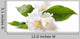 Jasmine White Flower White Wall Decal