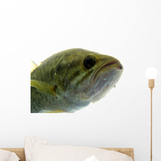 Largemouth Bass Water Wall Decal