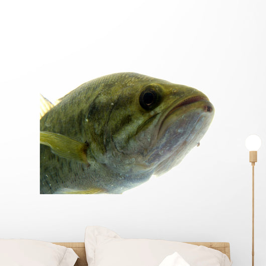 Largemouth Bass Water Wall Decal