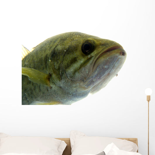 Largemouth Bass Water Wall Decal