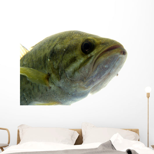 Largemouth Bass Water Wall Decal