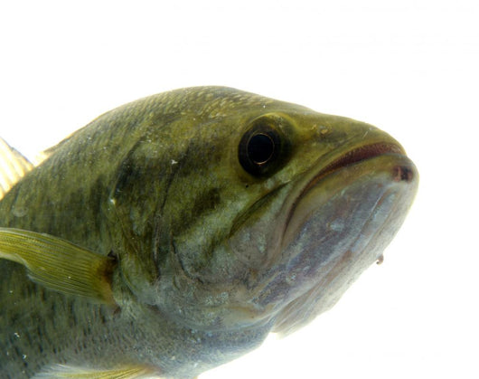Largemouth Bass Water Wall Decal