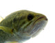 Largemouth Bass Water Wall Decal