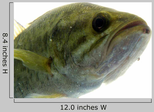 Largemouth Bass Water Wall Decal