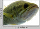 Largemouth Bass Water Wall Decal