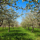 Apple Flower Spring C Wall Decal