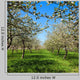 Apple Flower Spring C Wall Decal