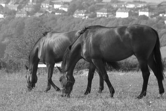 Horses South Downs Sussex Wall Decal