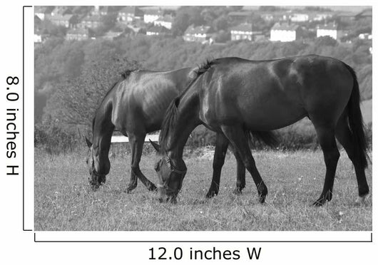 Horses South Downs Sussex Wall Decal