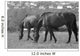 Horses South Downs Sussex Wall Decal
