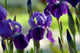 Spring Irises Garden Wall Decal