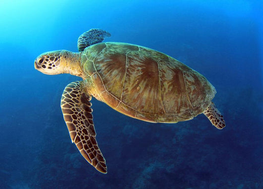 Green Turtle Swimming Wall Decal