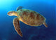 Green Turtle Swimming Wall Decal