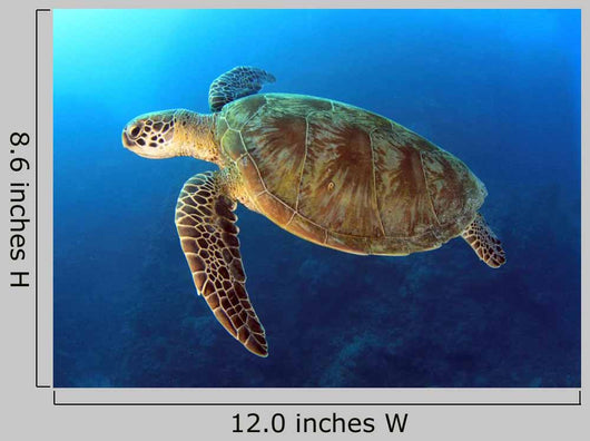 Green Turtle Swimming Wall Decal