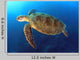 Green Turtle Swimming Wall Decal