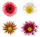 Four Flowers Wall Stickers Wall Decal