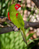 Red and Green Parrot Wall Decal