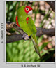Red and Green Parrot Wall Decal