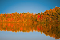 Autumn Colors Wall Decal