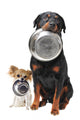 Rottweiler Chihuahua and Food Wall Decal