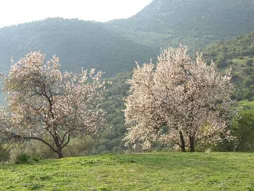 Almond Trees Wall Decal