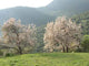 Almond Trees Wall Decal