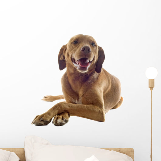 Vizsla Wall Decal